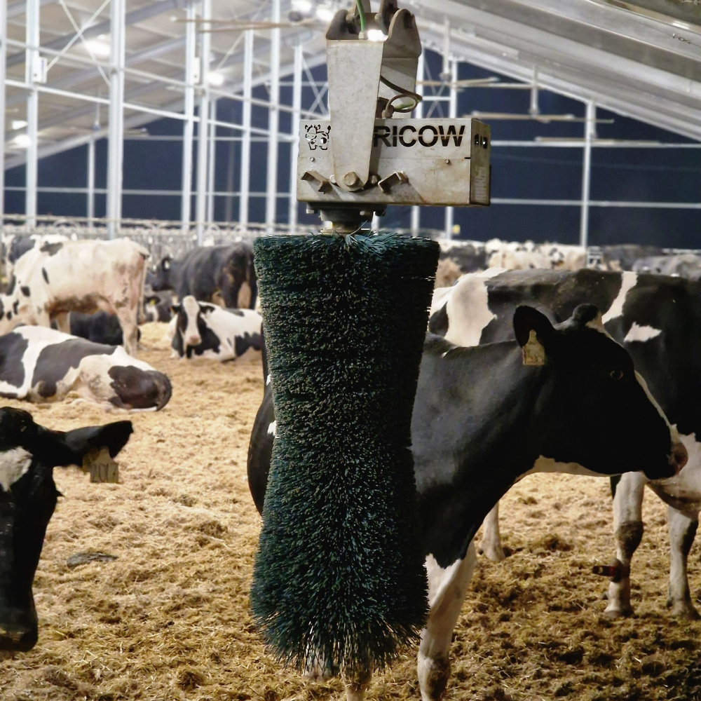 Komforta birste Pendulum